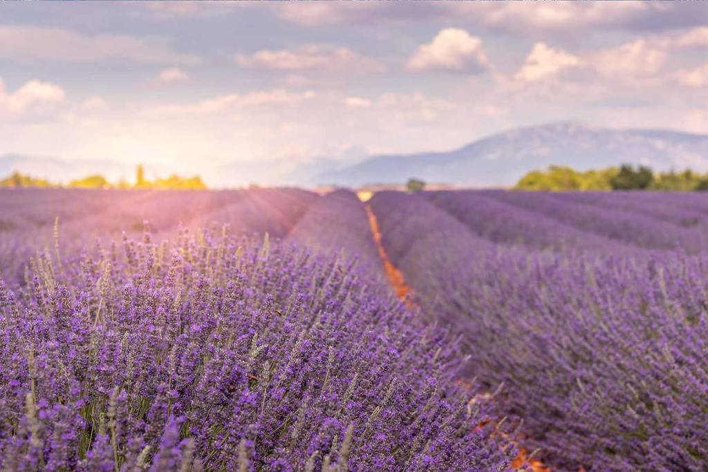 Lavender on the Valensole Plateau