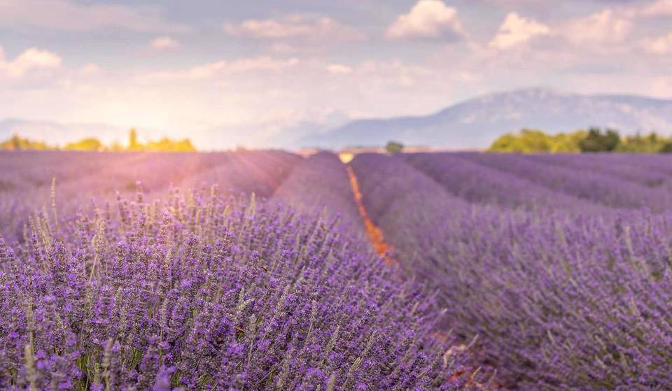 The Valensole Plateau is about to transform into a sea of purple: all our tips for enjoying the lavender fields this summer