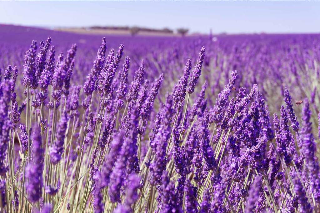 Lavender on the Valensole Plateau