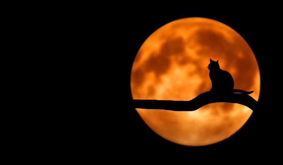 Nel cielo di ottobre splenderà la magica Luna del Cacciatore