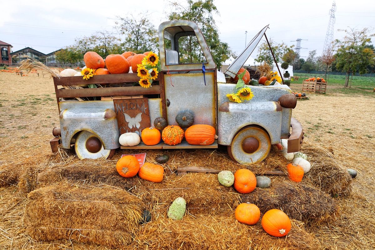 Le champ de citrouilles aux portes de Milan ouvre son « Labyrinthe hanté » : 41 variétés, un petit train et le « Zuccodromo » (et tu peux t’y rendre avec la ligne M2)