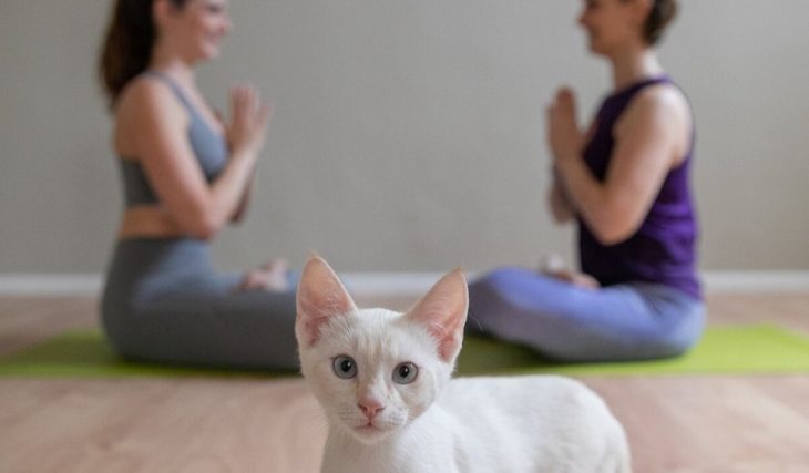 Milan&#8217;s first center where you can practice yoga with cats