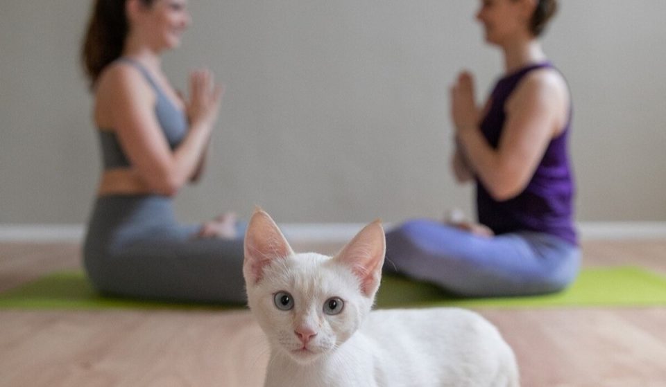 Il primo centro di Milano dove puoi praticare yoga con i gatti