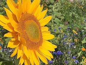 À deux pas de Milan, vous pouvez vous immerger dans une magnifique mer de tournesols.