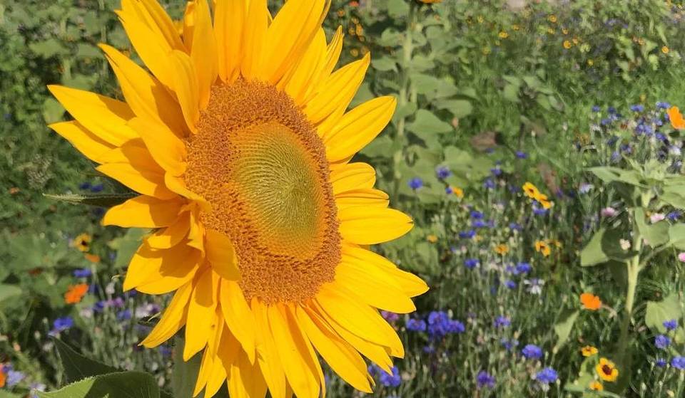 À deux pas de Milan, vous pouvez vous immerger dans une magnifique mer de tournesols.