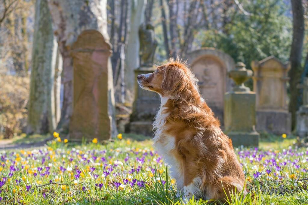 Dog buried with mistress