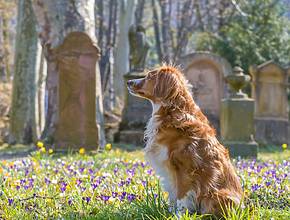 A Milano per la prima volta un cane giace insieme alla padrona