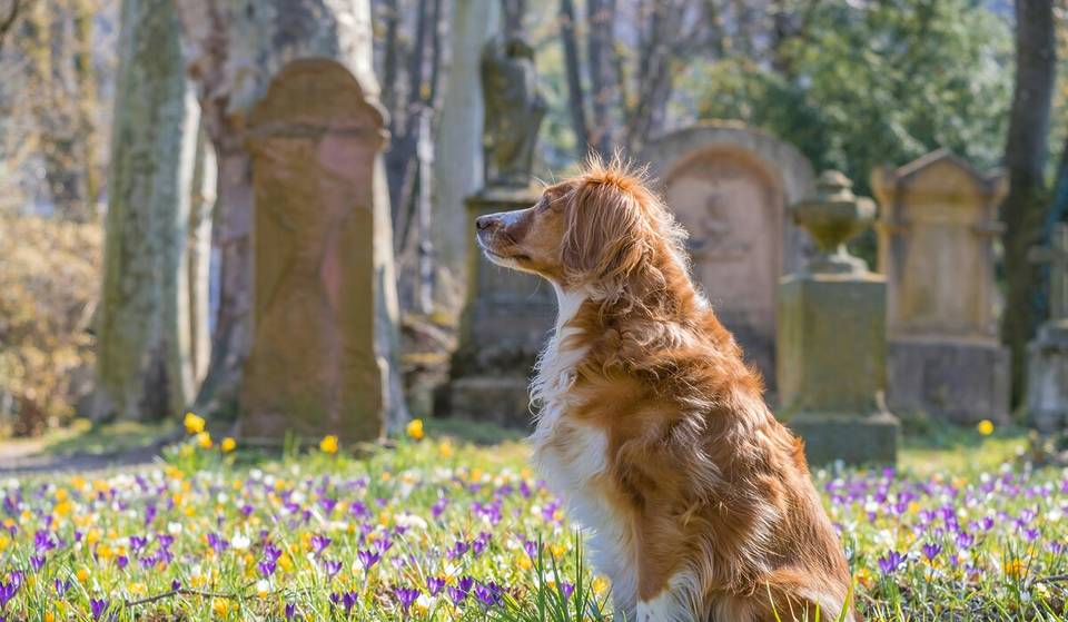 En Milán, por primera vez un perro yace con su dueño