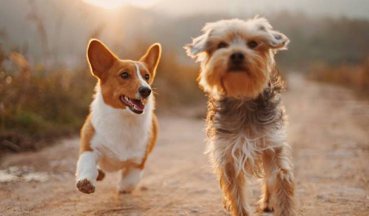 A Milano si trova il cimitero per animali più grande d&#8217;Europa — offre anche supporto psicologico ai padroni