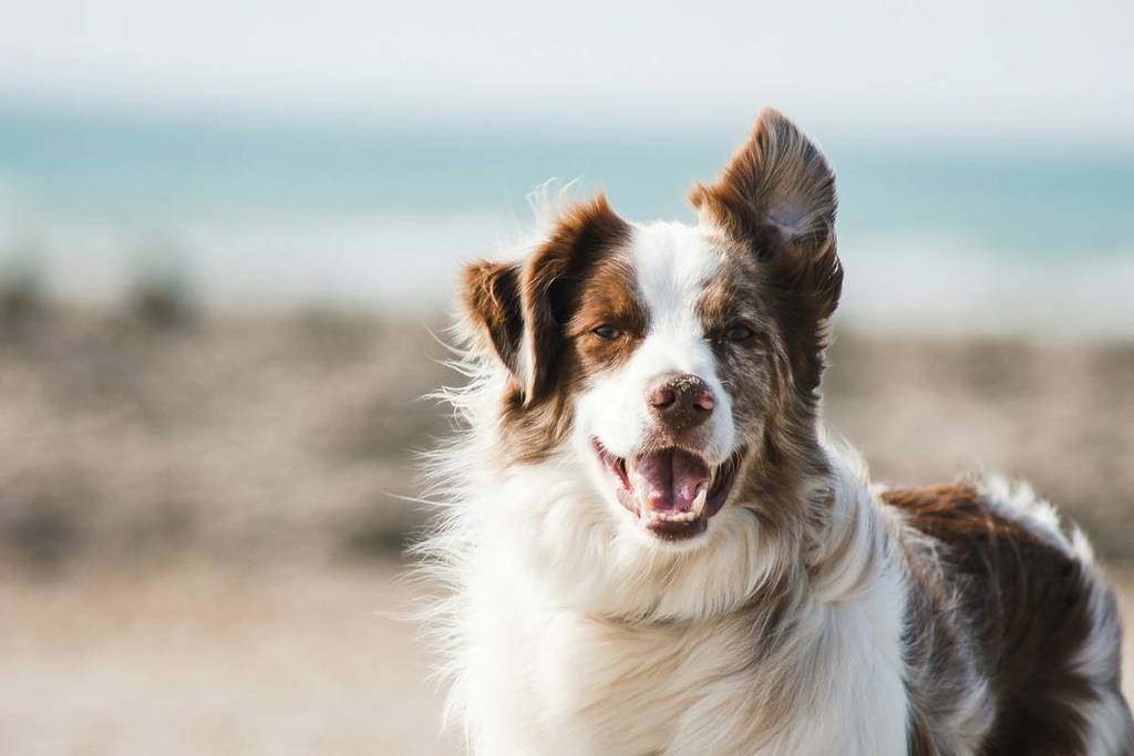 A Milano esiste un cimitero per animali che ospita cani, gatti e anche cavalli