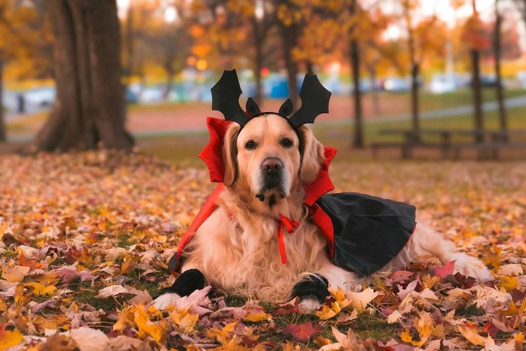 Halloween party dogs