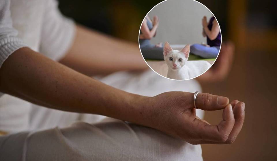 “It’s a wonderful experience”: in Milan, there is a center where you can do yoga with cats (and they are all up for adoption).