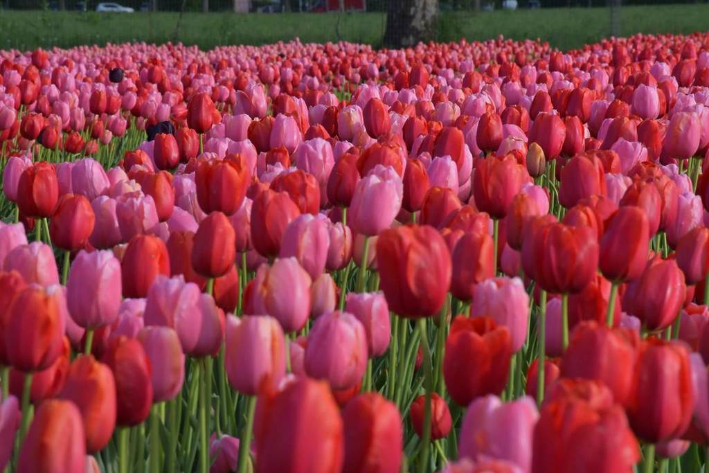 Tulipani in fiore nel campo di tulipani più grande d'italia