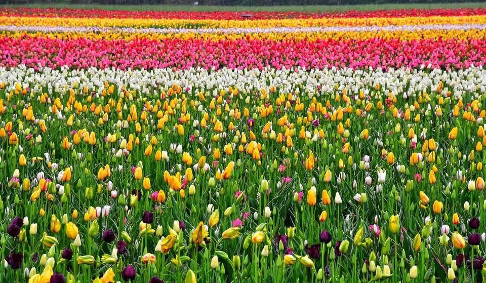 Oltre 600 mila tulipani: a soli 30 minuti da Milano riapre il campo di tulipani più grande d’Italia