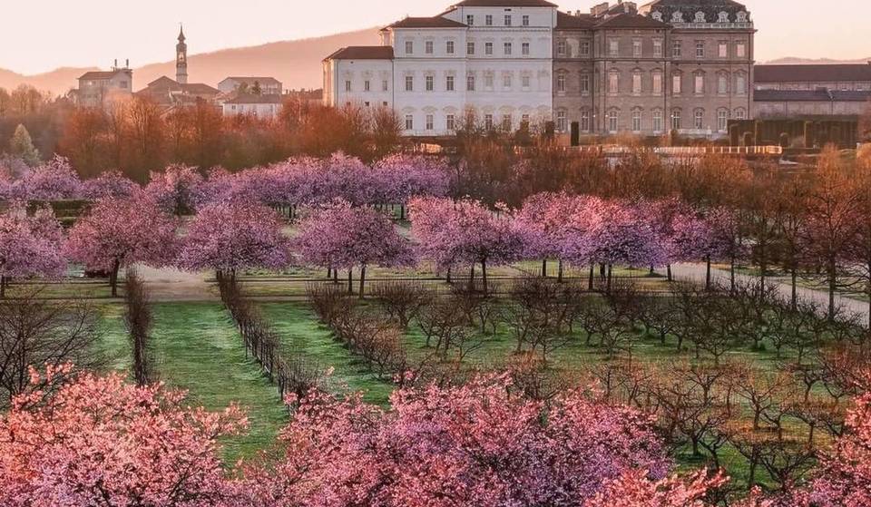 Sembra il Giappone ma è il giardino di una reggia patrimonio UNESCO: a meno di due ore da Milano c’è un parco di 80 ettari dove puoi passeggiare tra 100 alberi di ciliegio in fiore