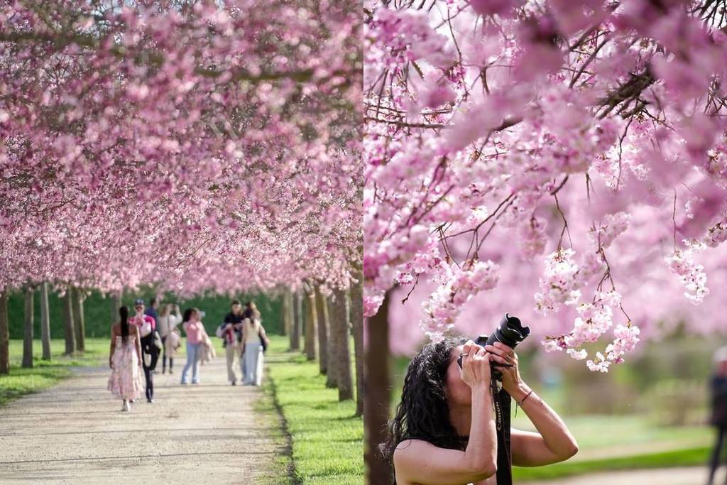 El paseo bajo cien cerezos en flor en el palacio de Venaria