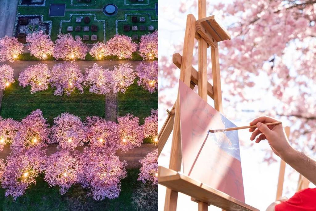 Los cerezos iluminados por la noche y las clases de pintura al aire libre son algunas de las actividades que se pueden realizar bajo los cerezos en el palacio de Venaria