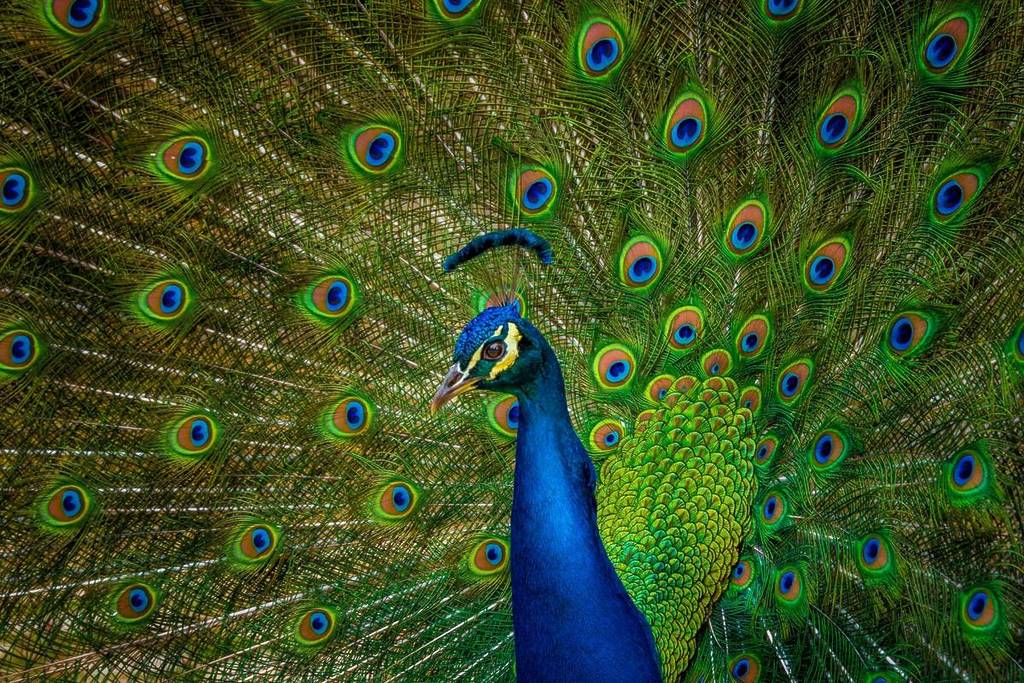 A peacock with its colorful tail spread at Arcadia Park in Bareggio