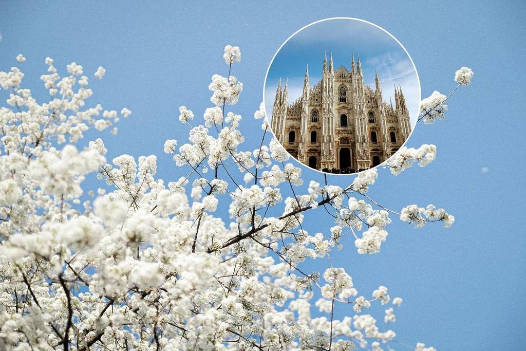 La fioritura dei ciliegi a Milano arriva a Cascina Cuccagna
