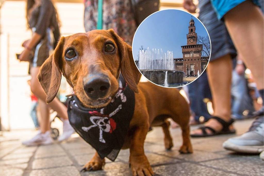 A dachshund at the Dachshund Parade in Milan, which winds its way to Sempione Park and Sforza Castle
