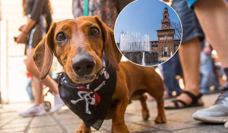 Questa domenica a Milano arriva la “Sausage Walk 2026”: centinaia di bassotti invaderanno il centro città per il raduno più grande d’Italia