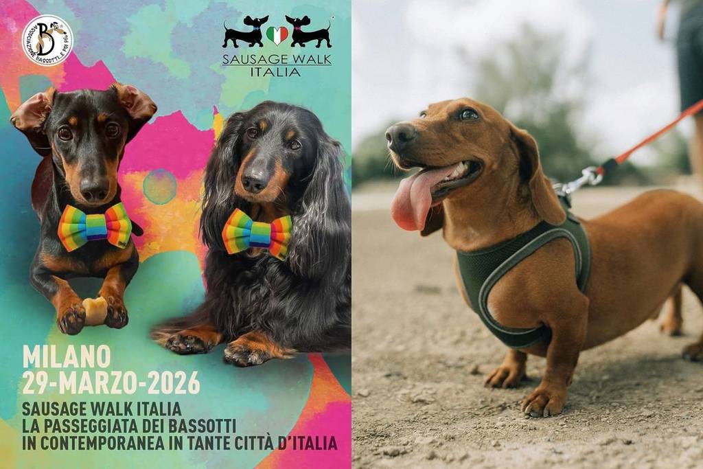 The 2026 Dachshund Parade will take place this Sunday in Milan 