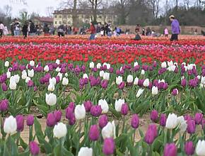 Immerse yourself in Milan’s “Little Holland”: over 600,000 tulips just half an hour from the city for your personalized bouquet
