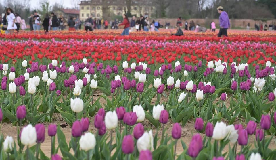 Immerse yourself in Milan’s “Little Holland”: over 600,000 tulips just half an hour from the city for your personalized bouquet