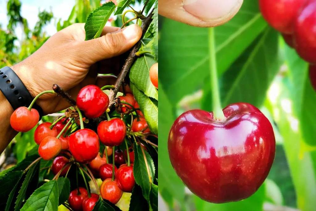 cherry picking ciliegiami