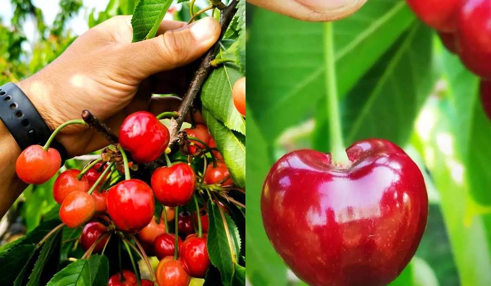 Después de los tulipanes llega el «autoservicio de cerezas» a las afueras de Milán: cómo funciona la recolección por cuenta propia los fines de semana con cestas de 10 euros