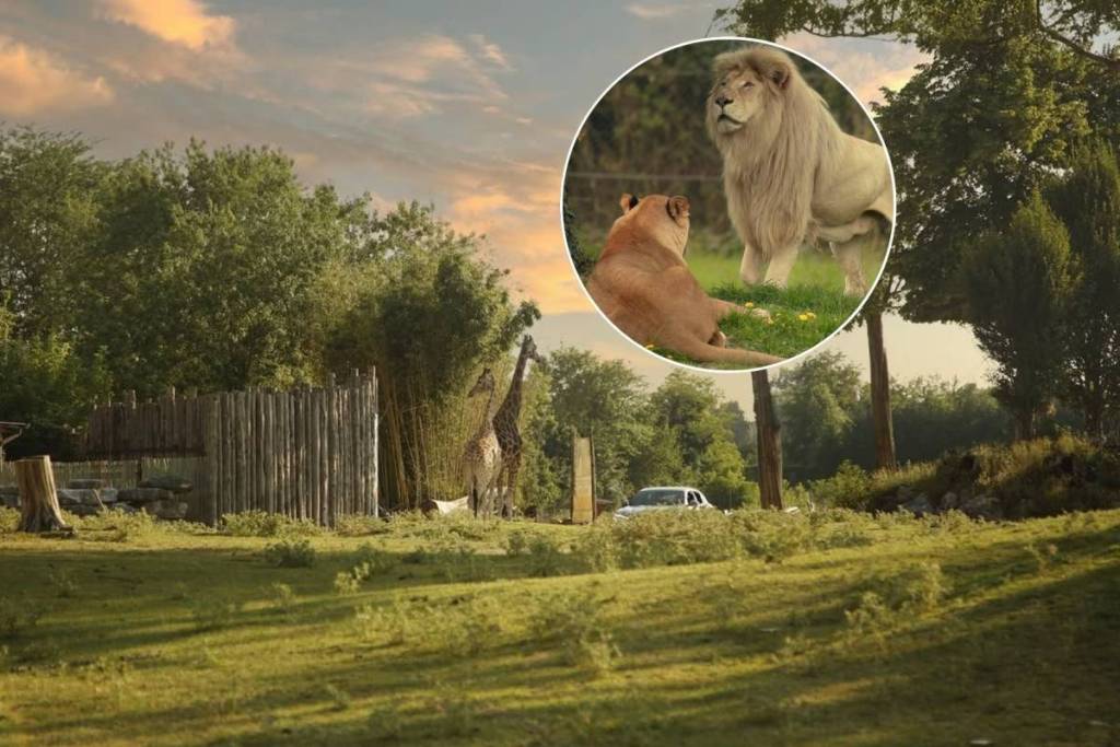 Ein Löwe und eine Löwin im Vordergrund und im Hintergrund Giraffen