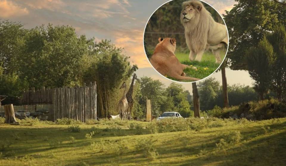 A dos horas de Milán se encuentra el bioparque más grande del norte de Italia: se extiende sobre 42 hectáreas y puedes hacer un safari entre cebras e hipopótamos, incluso de noche