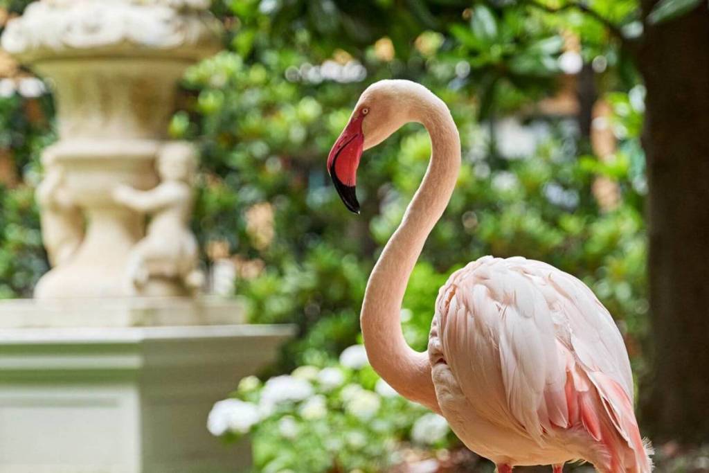 A pink flamingo in the private garden of Villa Invernizzi in Milan, with a statue and fountain in the background.