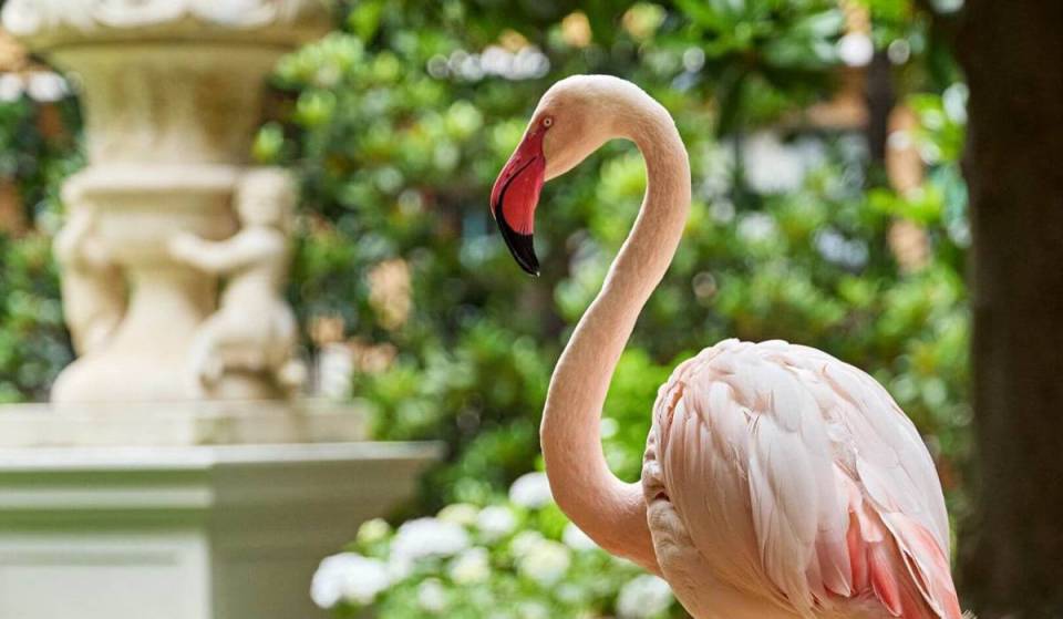 Around 1970, Romeo Invernizzi imported a small flock of pink flamingos to populate the garden of his home on Via dei Cappuccini; for over fifty years, the descendants of those exotic birds have lived in the Quadrilatero del Silenzio, astonishing passersby through the iron railings