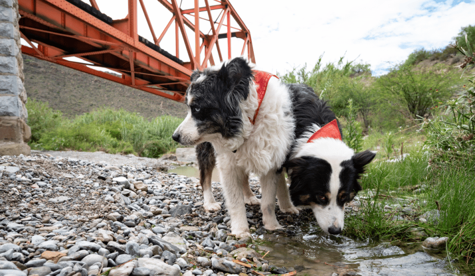 Lugares pet-friendly para turistear cerca de Monterrey