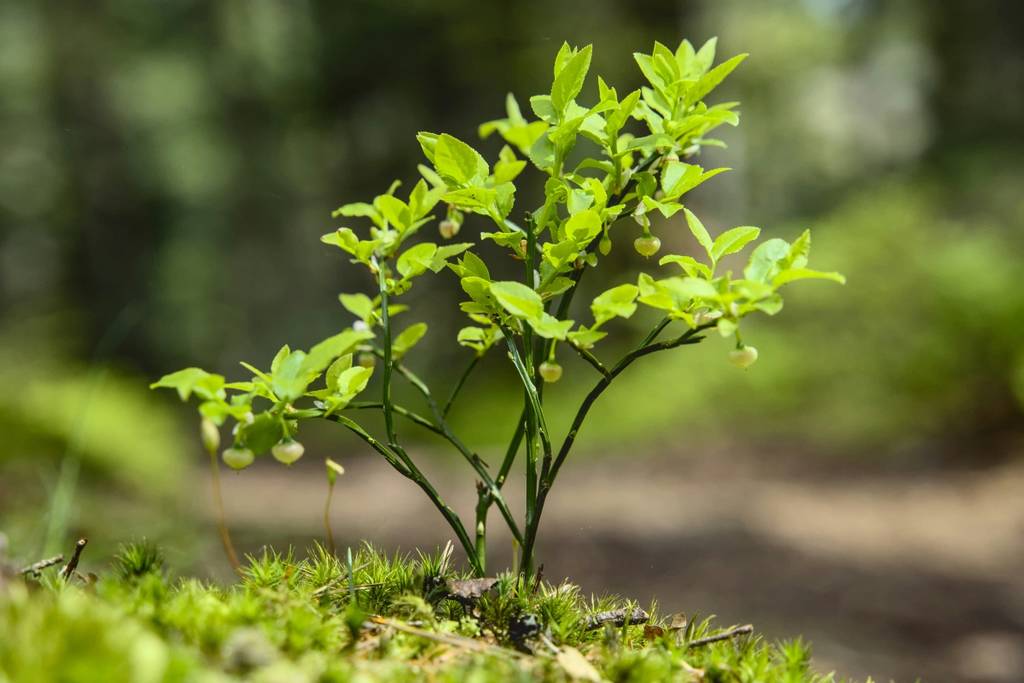 Ruta Huella Verde