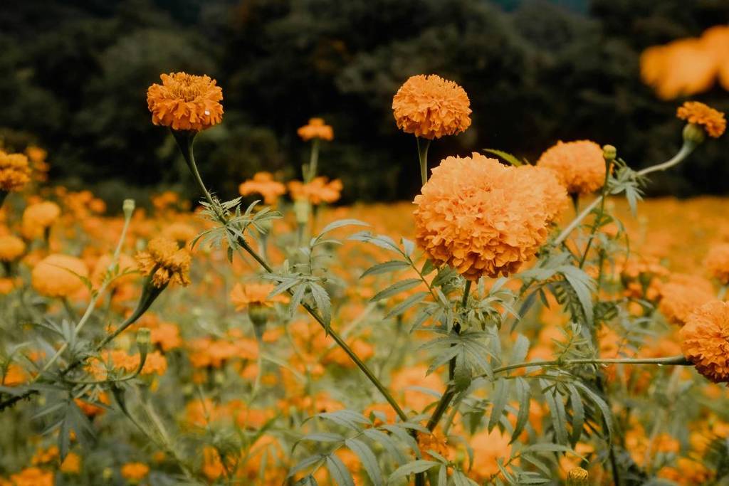 Día de Muertos Monterrey