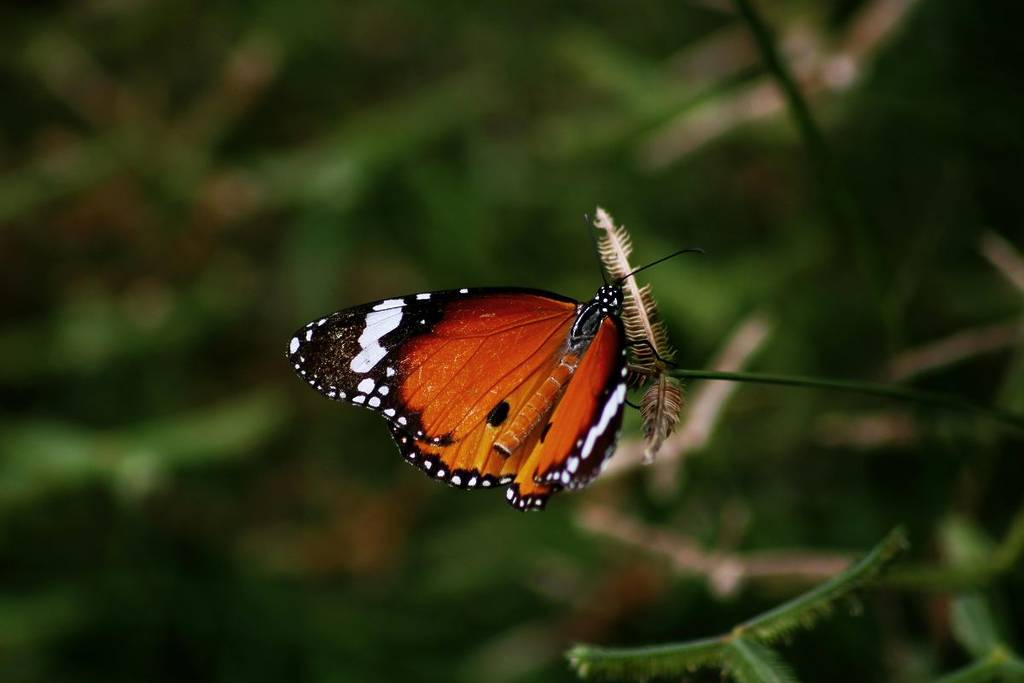 mariposa monterrey