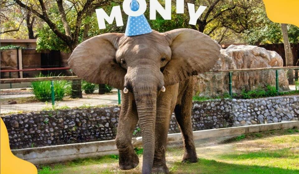 ¡Celebra el Día Mundial del Elefante con Monty en Zoológico La Pastora!