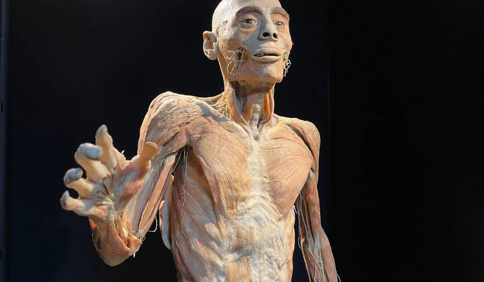 Our Body, la exposición única sobre el cuerpo humano, llega al Papalote Museo del Niño en Monterrey