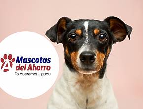 Farmacias del Ahorro para Mascotas abrirá primero en Monterrey ¡tendrá consultas veterinarias gratis!