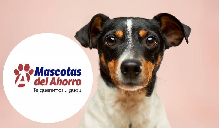 Farmacias del Ahorro para Mascotas abrirá primero en Monterrey ¡tendrá consultas veterinarias gratis!