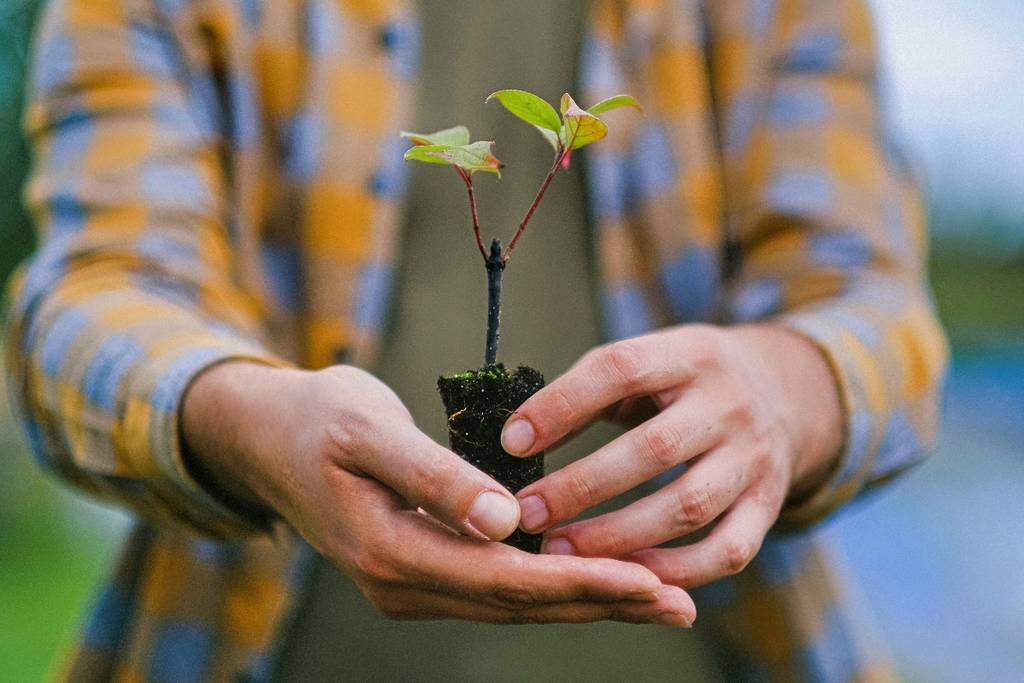 Adopt a Tree Mty 7th Edition