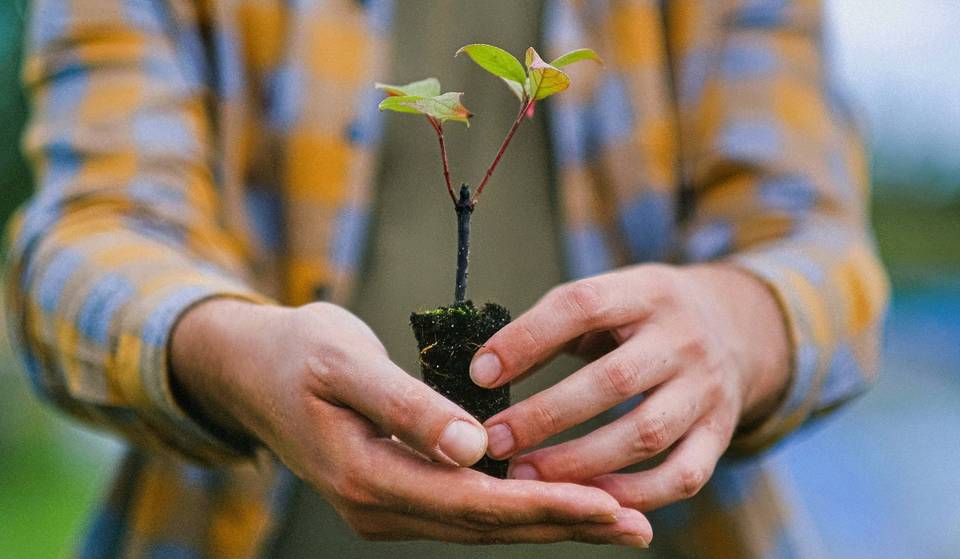 Este sábado en Monterrey regalará árboles a quien quiera – así puedes adoptar uno gratis para tu casa