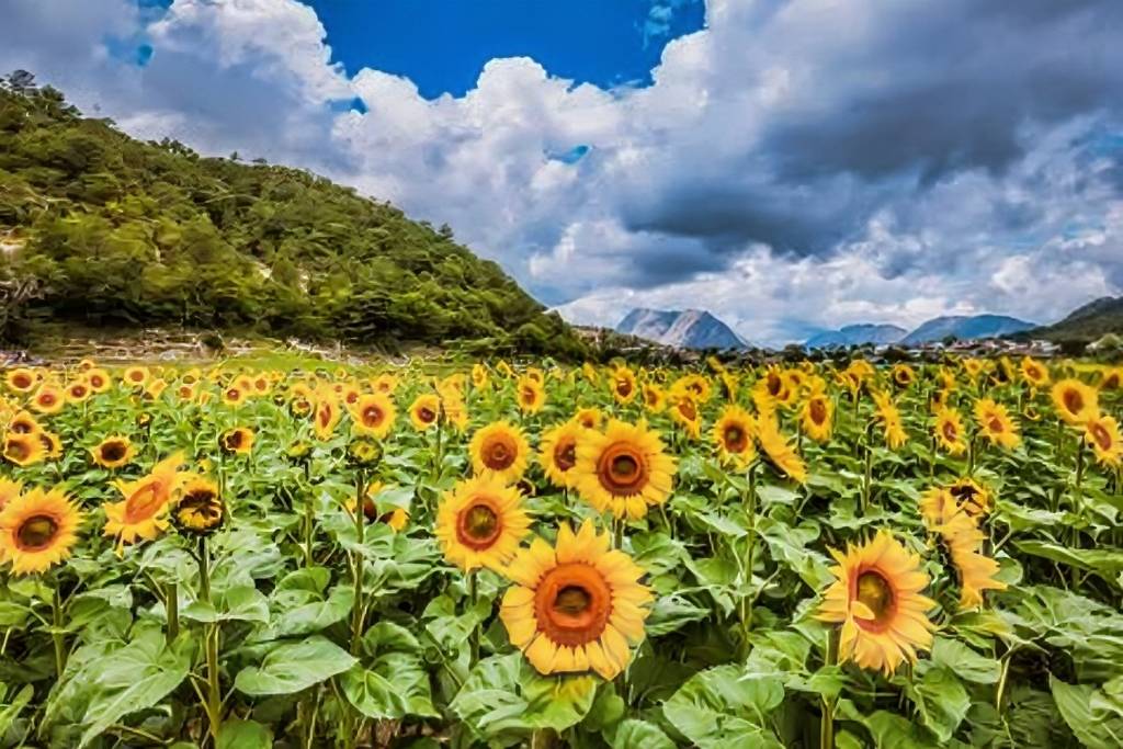 Laguna de Sanchez sunflower field