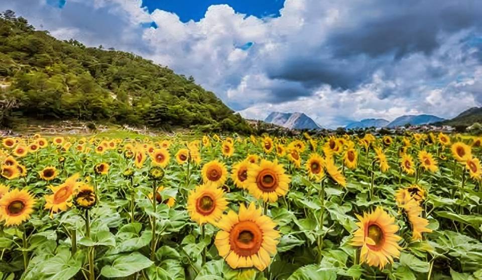 This sunflower field in Laguna de Sánchez is the most photogenic corner of Nuevo León and it’s already open!