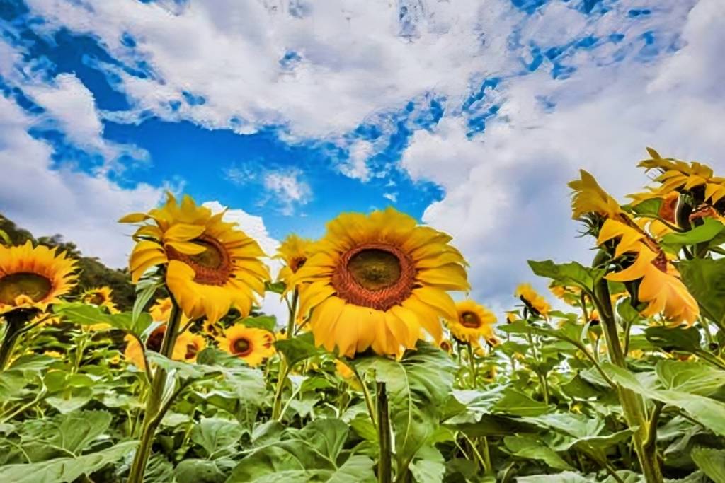 Campo de girasoles Laguna de Sánchez