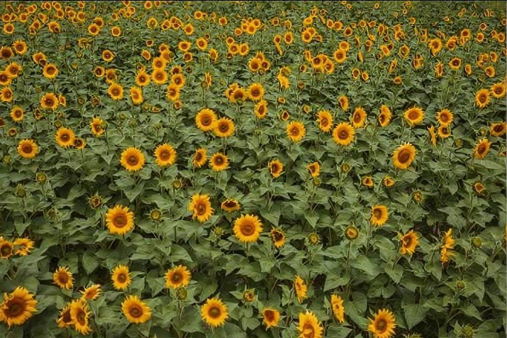 Campo de girasoles Laguna de Sánchez