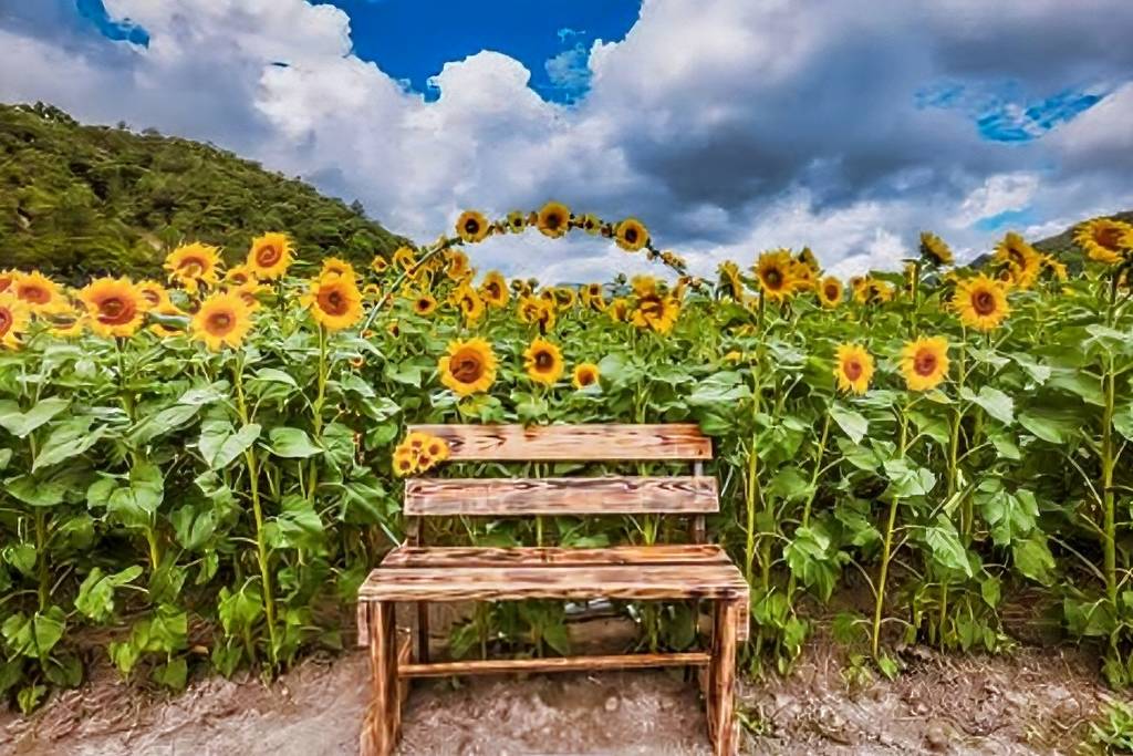 Campo de girasoles Laguna de Sánchez