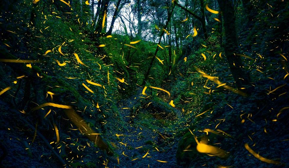 ¿Luciérnagas en Monterrey? El mágico espectáculo nocturno que iluminará Chipinque en junio